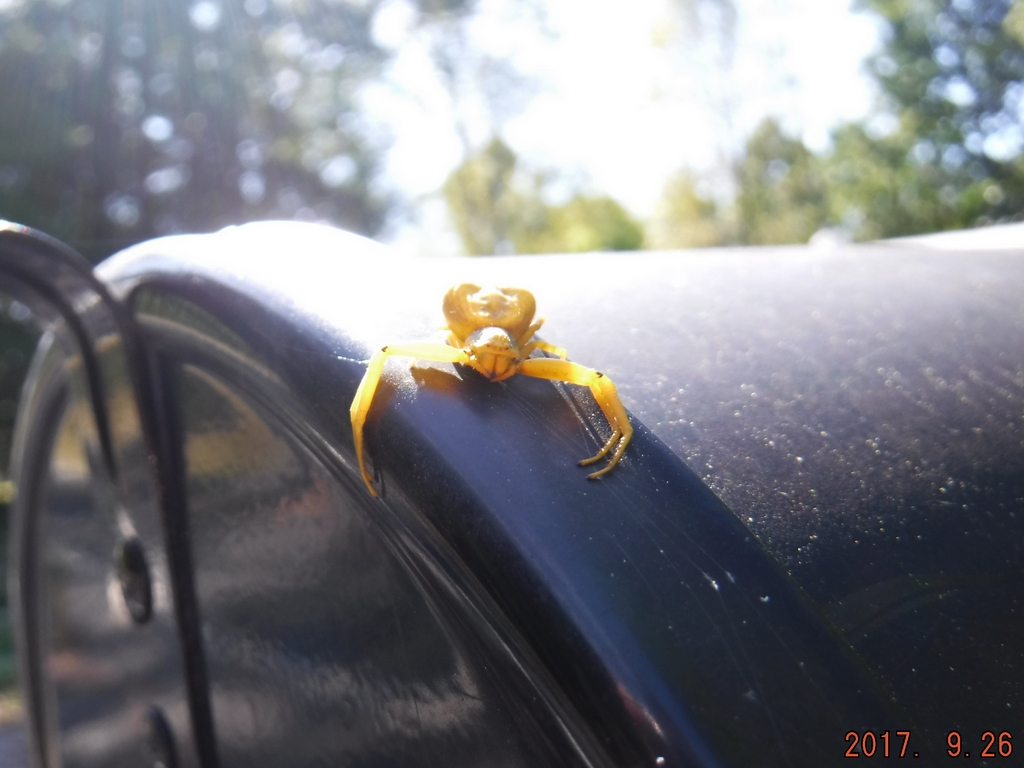 Yellow Crab Spider on my mailbox